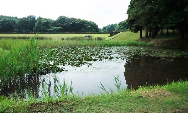 阿見町のスイレンの花・池季節観光名所の水生植物園VRツアー