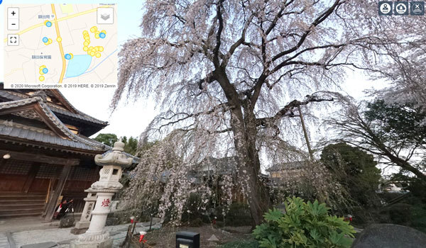 那珂市の阿弥陀寺のしだれ桜VRツアー