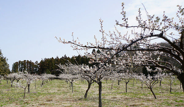 茨城県阿見町の島津梅林3月17日の梅の開花状況