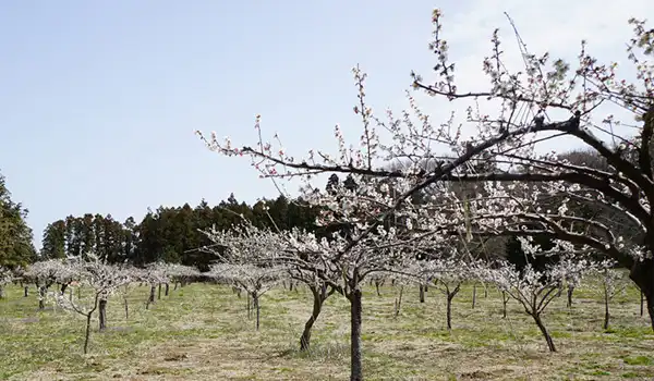 茨城県阿見町の島津梅林