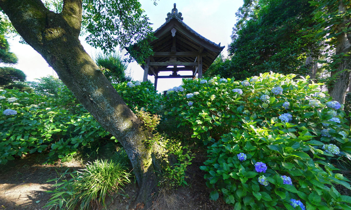 茨城県常総市のあじさい観光スポットの安養寺
