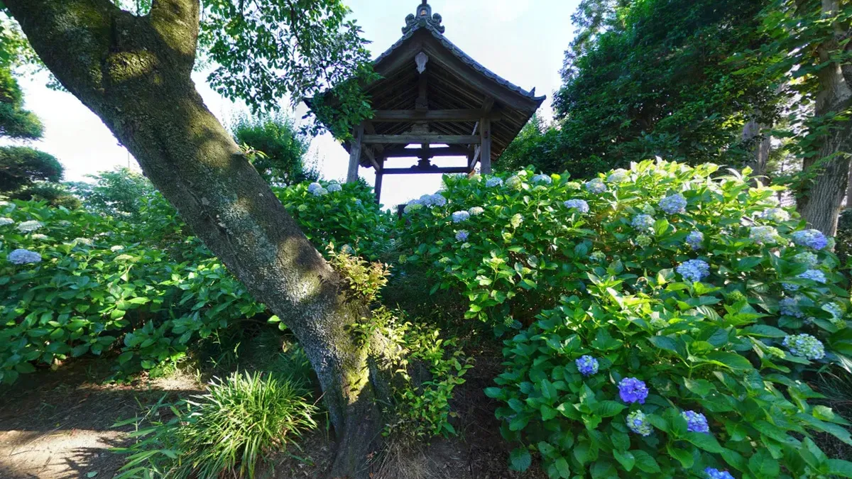 茨城県常総市のあじさい観光スポットの安養寺の案内VRツアー
