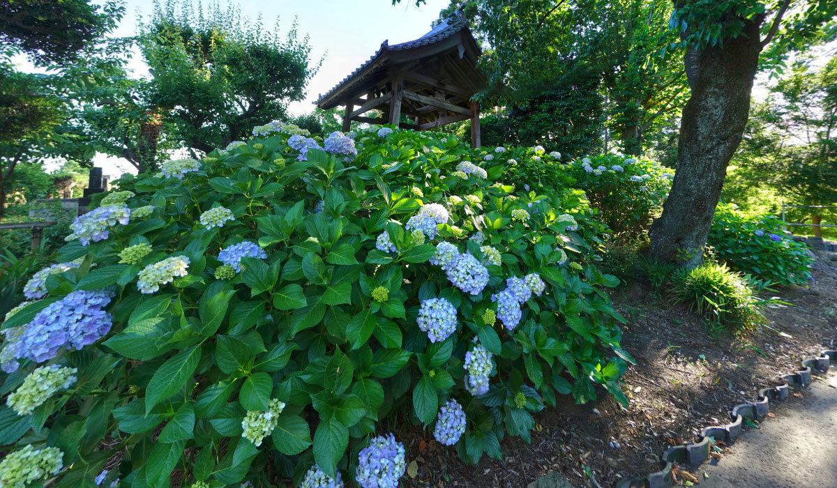 常総市おすすめ観光スポットの安養寺のあじさい