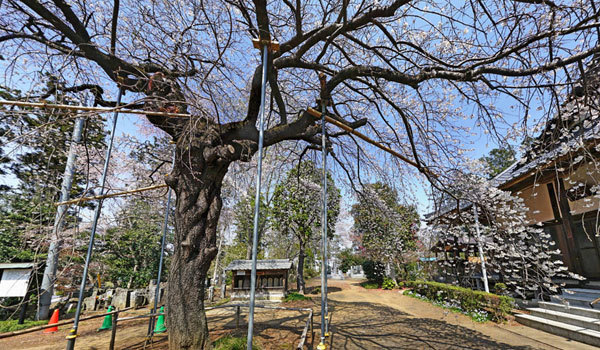 常総市の安養寺のしだれ桜VRツアー