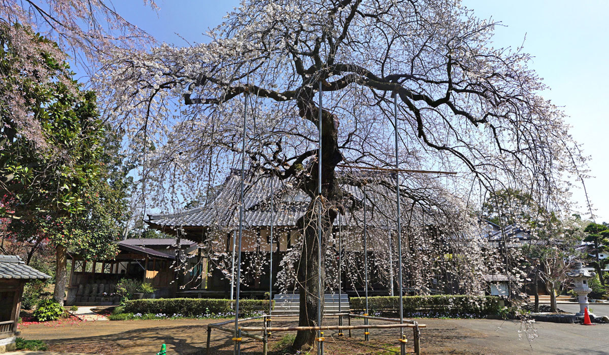 常総市おすすめ観光スポットの称名桜