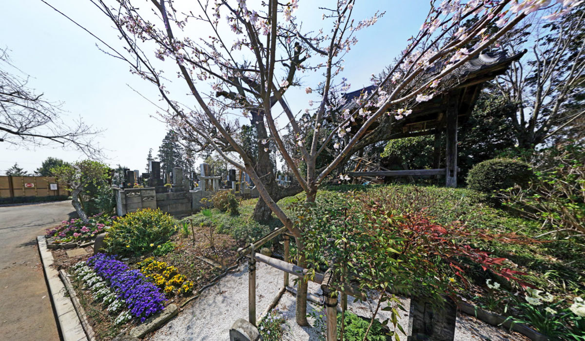 常総市おすすめスポットの安養寺の祐天桜