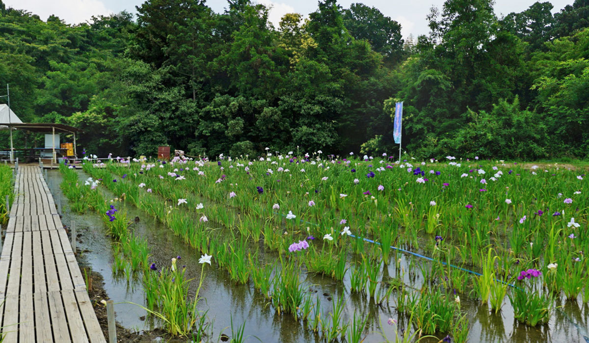 城里町おすすめ季節観光スポットの青山花しょうぶ園