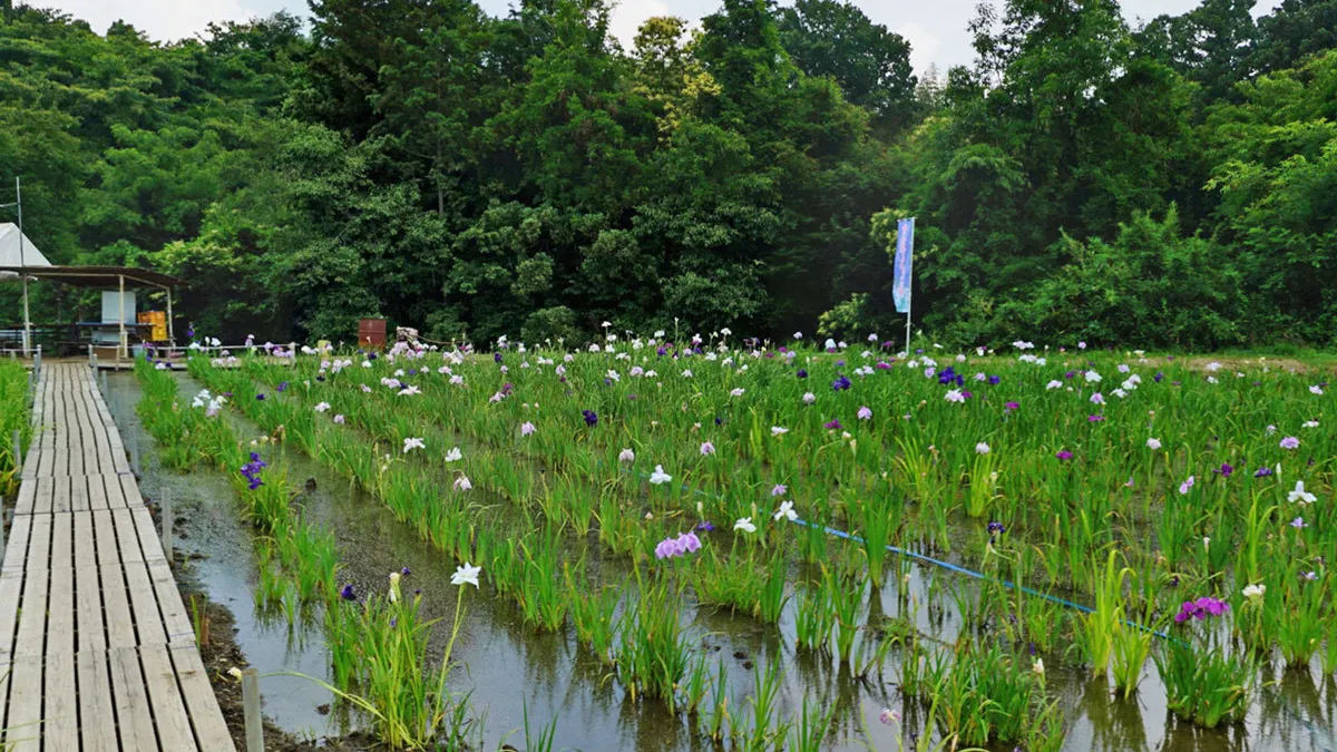 城里町おすすめ季節観光スポットの青山花しょうぶ園