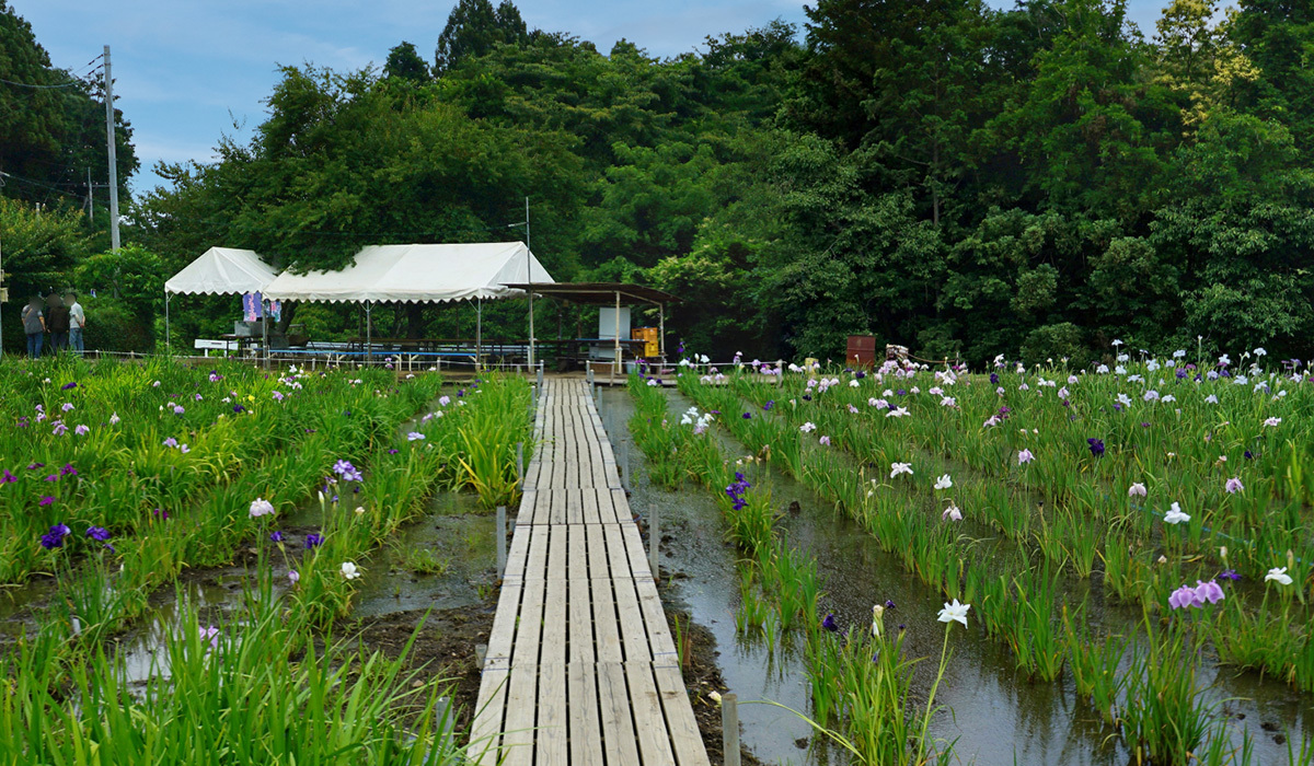 城里町おすすめ季節観光スポットの青山花しょうぶ園