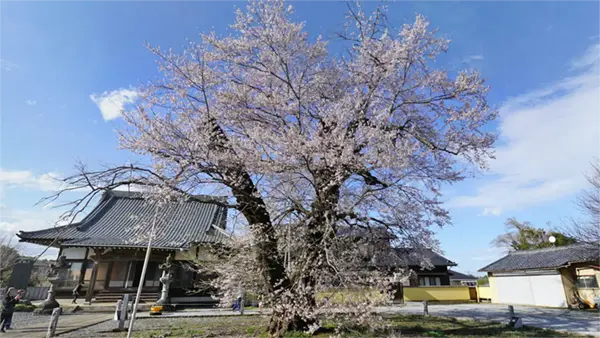 茨城県坂東市の歓喜寺の彼岸桜の開花写真