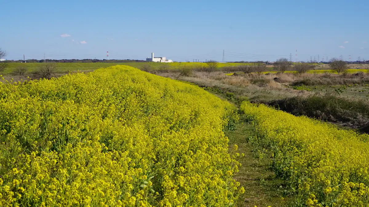 利根川と飯沼川の合流地点付近の堤防の菜の花畑