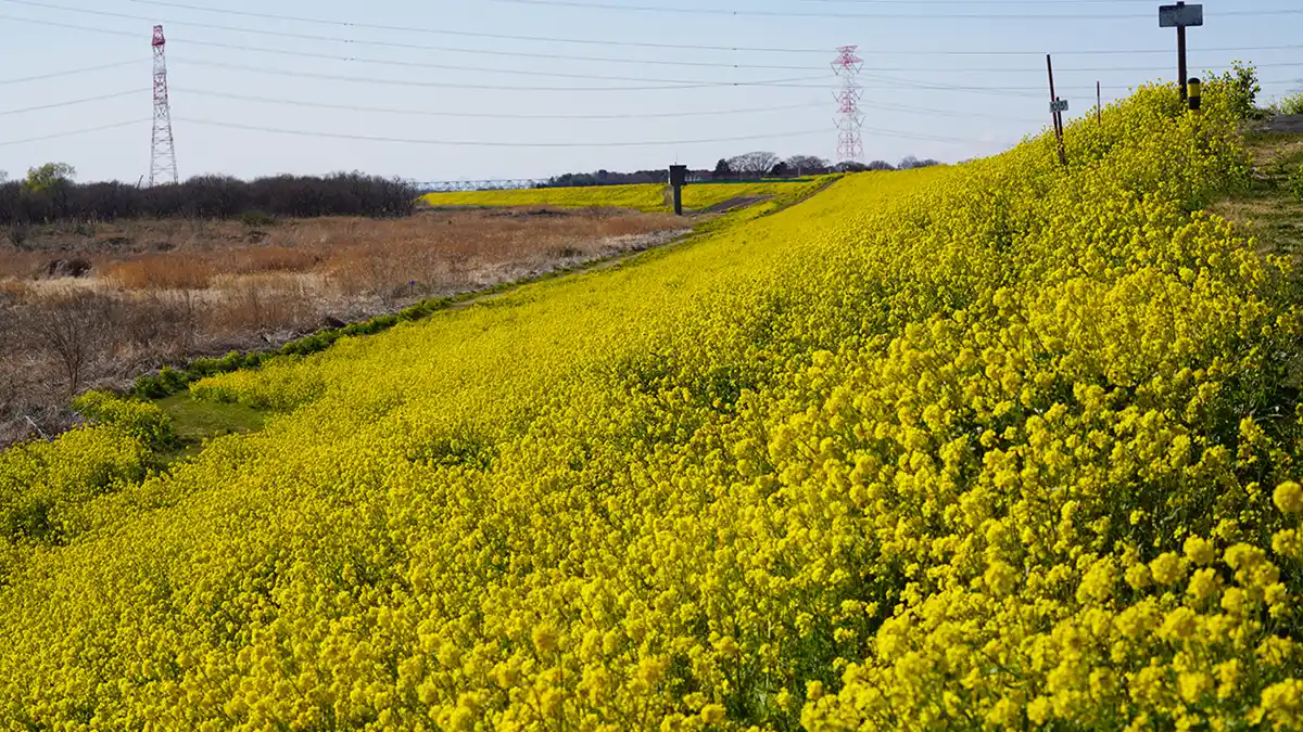 坂東市の利根川の芽吹大橋付から2.8㎞地点の堤防の菜の花畑