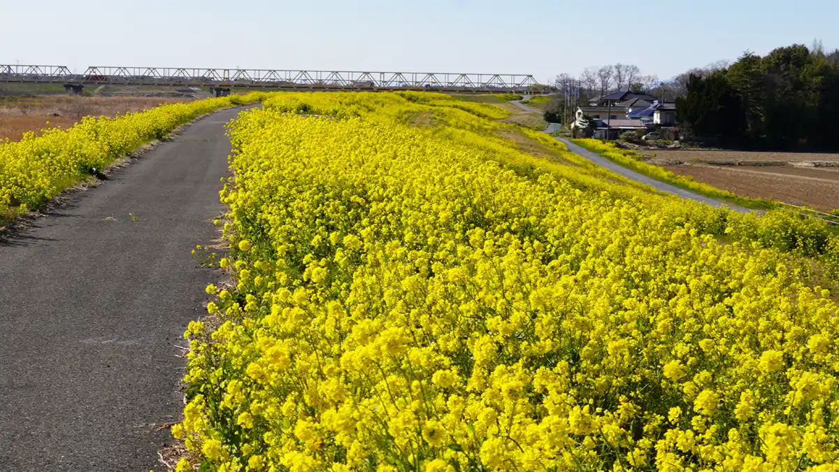 坂東市の芽吹大橋から200m程下流の堤防内側の菜の花の開花状況