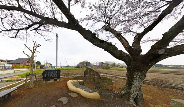 坂東市の石井の井戸跡の桜VRツアー