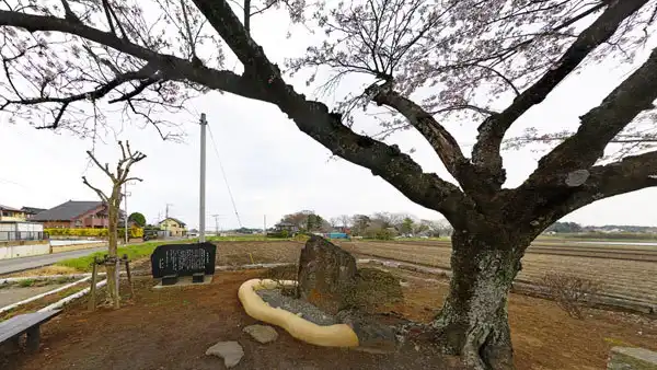 坂東市の石井の井戸跡の桜VRツアー