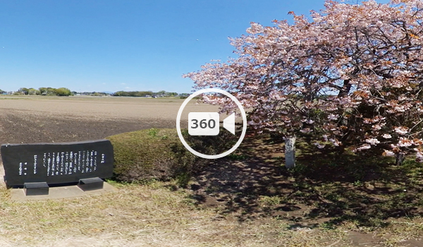 坂東市おすすめ花見スポットの九重の桜の観光VR動画