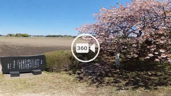 坂東市おすすめ花見スポットの九重の桜の観光VR動画