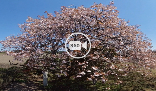 坂東市の九重の桜360度動画
