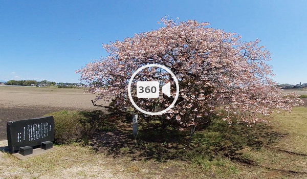 坂東市観光スポットの九重の桜の観光VR動画