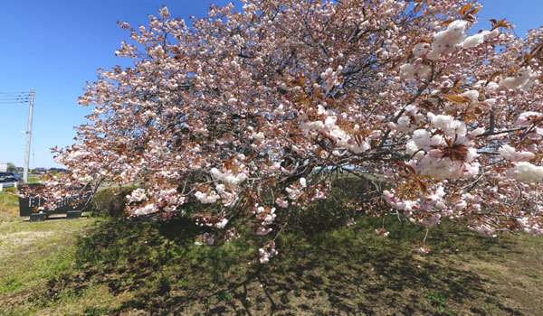 坂東市の九重の桜VRツアー