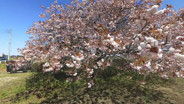 坂東市の九重の桜VRツアー