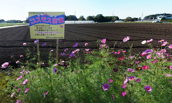 茨城県坂東市の生子のコスモス街道説明板