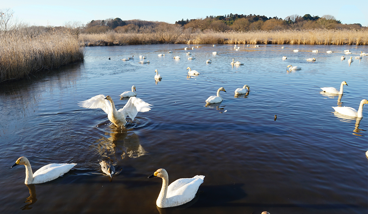 常総市の白鳥飛来地の菅生沼天神山公園