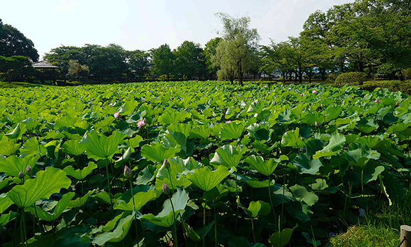 坂東市のハスの花・蓮池観光名所の八坂公園の古代蓮池のVRツアー