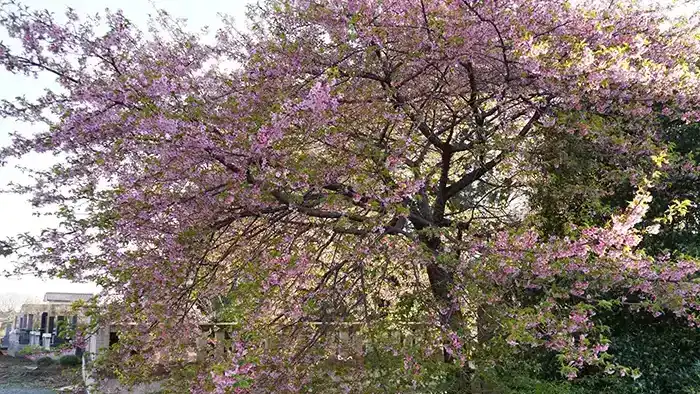 坂東市の歓喜寺の河津桜