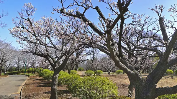 茨城県坂東市の八坂公園の梅林