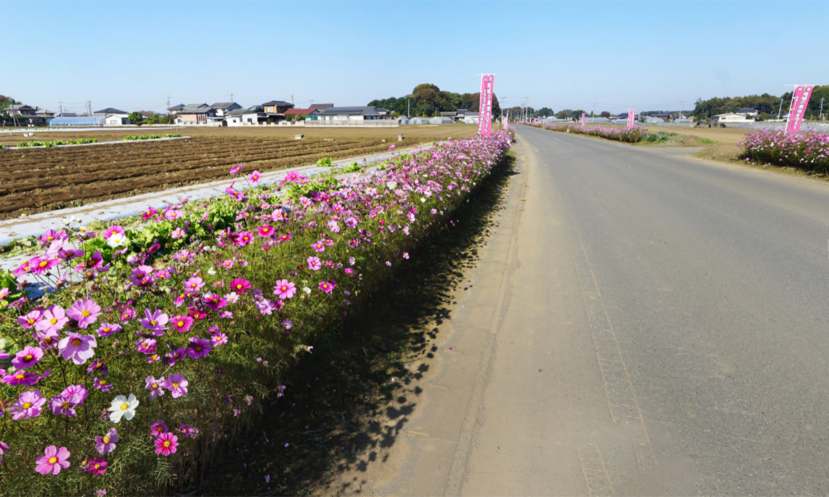 2021年の生子地区のコスモス街道の様子