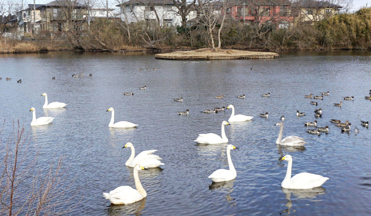 水戸市の白鳥飛来地おすすめ観光スポットの弁天池の白鳥