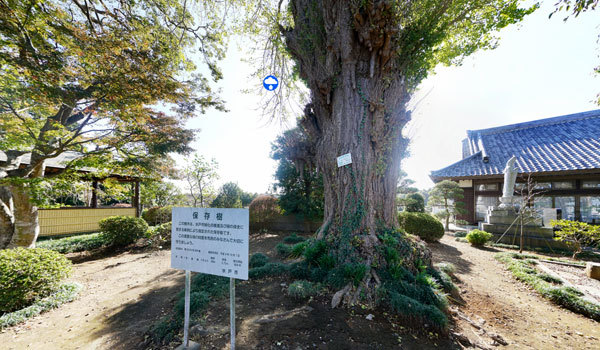 茨城県水戸市の巨木観光名所の佛性寺