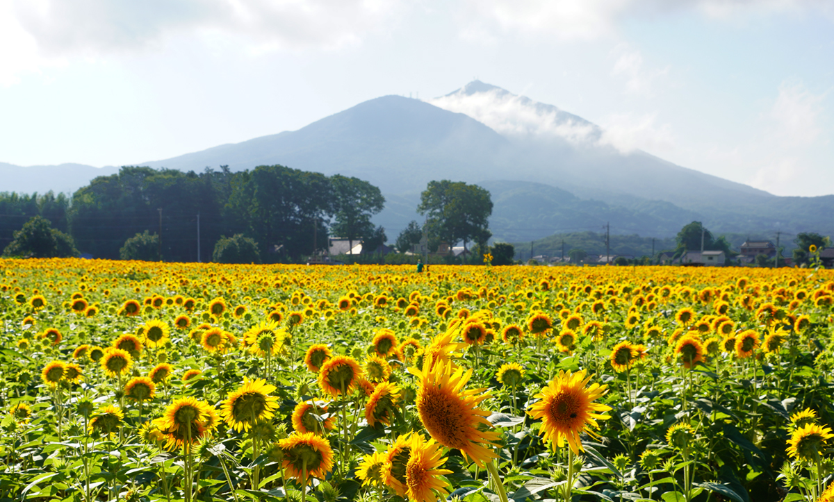 茨城県筑西市のあけのひまわり畑