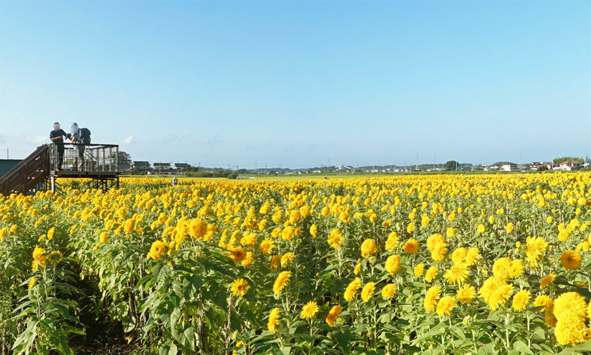 茨城県筑西市のあけのひまわり畑の見晴らし台