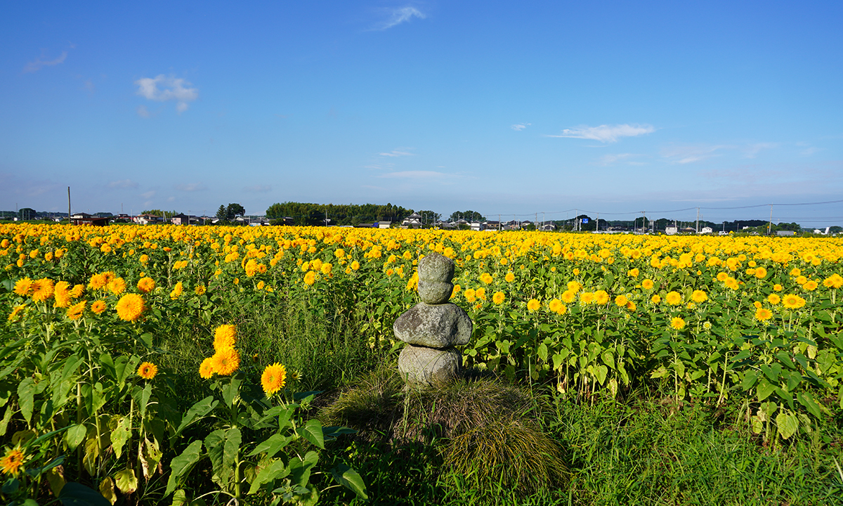 茨城県筑西市あけのひまわり畑の中央付近景観