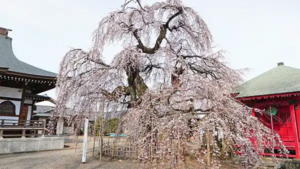 茨城県筑西市の延命寺のしだれ桜の開花写真