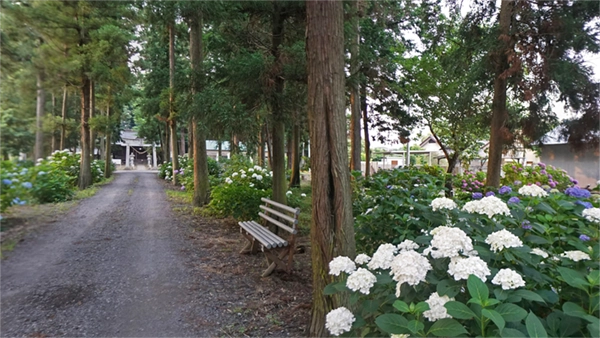 筑西市の春日神社参道のアジサイ開花景観