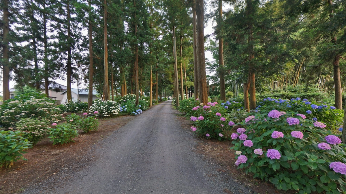 二の鳥居からの参道のあじさいの景観写真とVRツアーのリンク