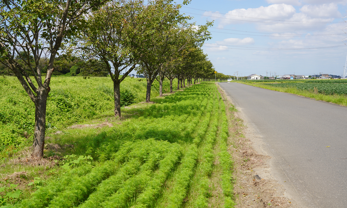 2022年9月16日のコスモスの開花状況