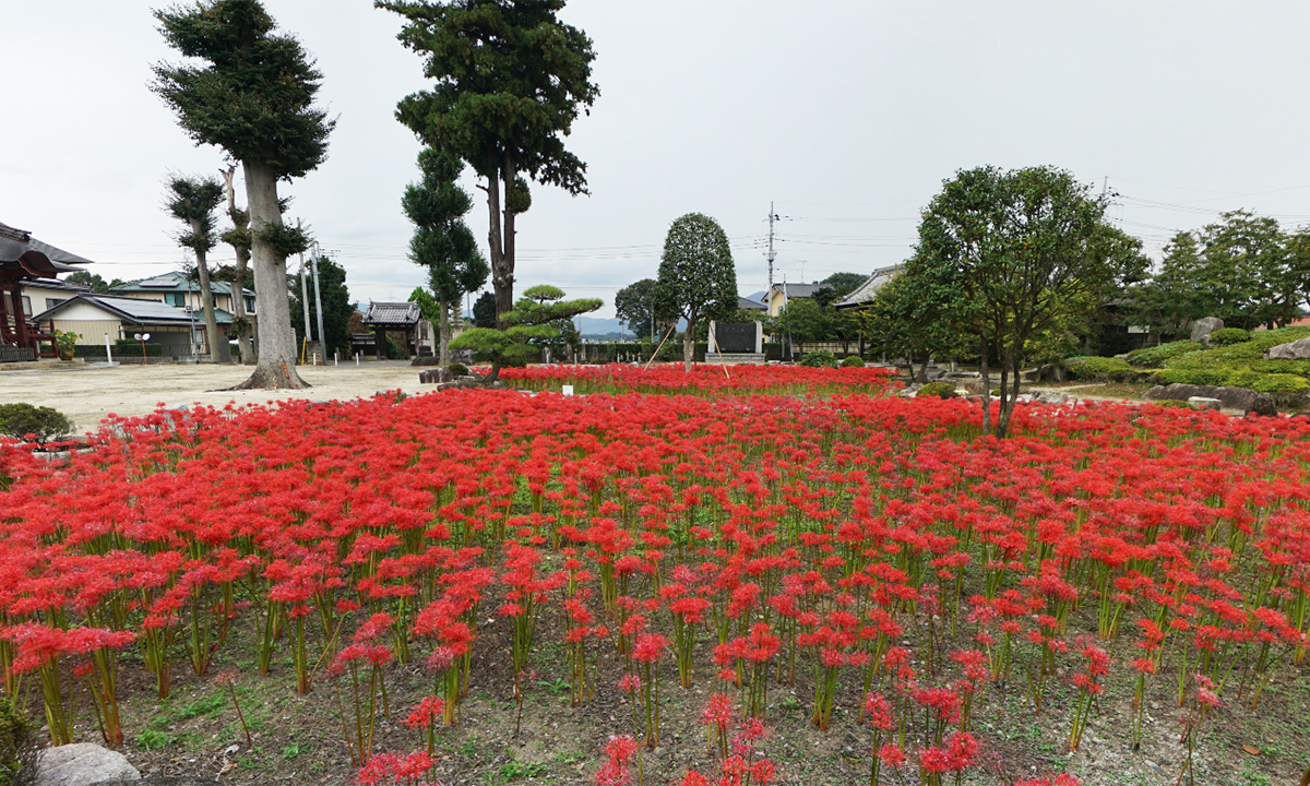 筑西市の千妙寺の彼岸花VRツアー