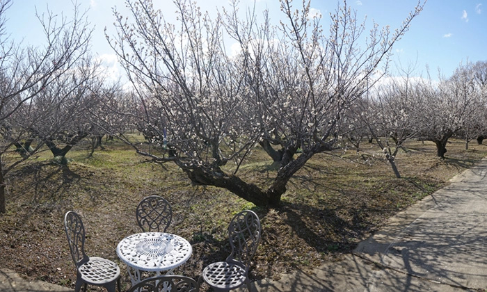 ユメノバの梅園中央付近の梅の開花の様子