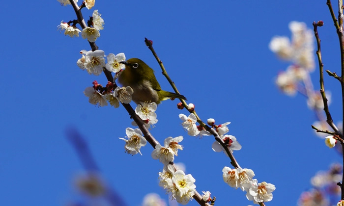 ユメノバの梅園の梅の開花と目白の写真