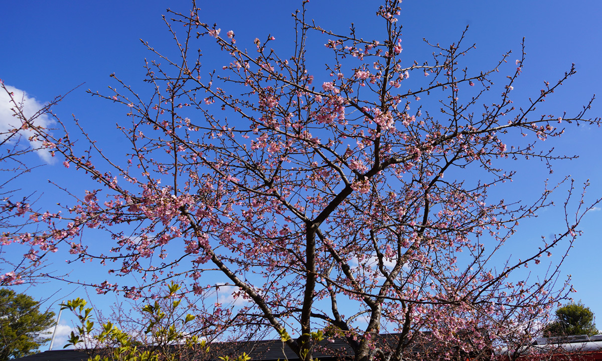 茨城県筑西市のザ・ヒロサワシティのユメノバの河津桜の開花状況