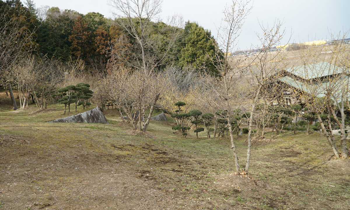 筑西市の宮山ふるさとふれあい公園の蝋梅の開花状況写真