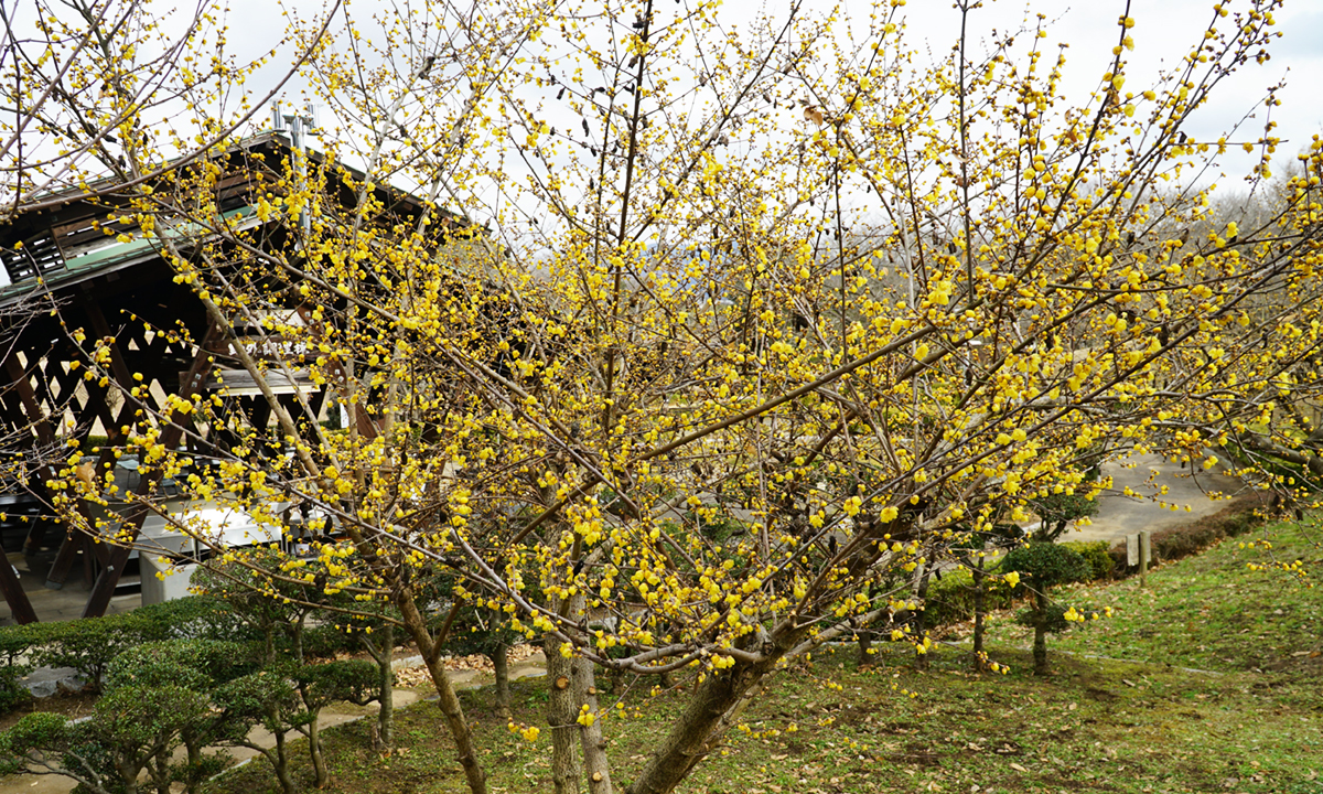 宮山ふるさとふれあい公園の蝋梅の開花している写真
