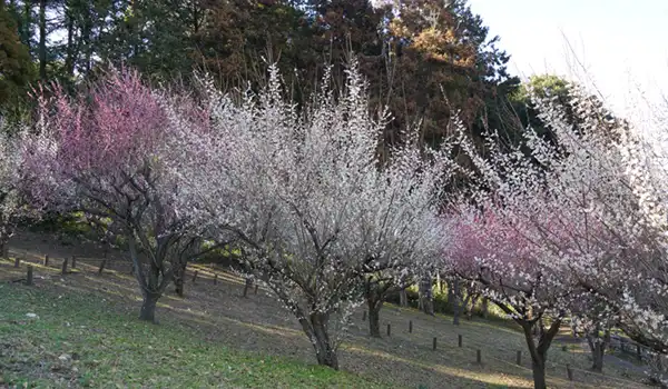 宮山ふるさとふれあい公園の梅林の梅の開花