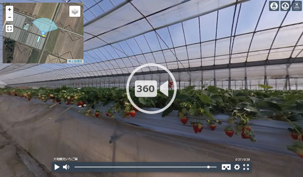 常総市・下妻市の大地下妻農場のいちご狩り360度VR動画