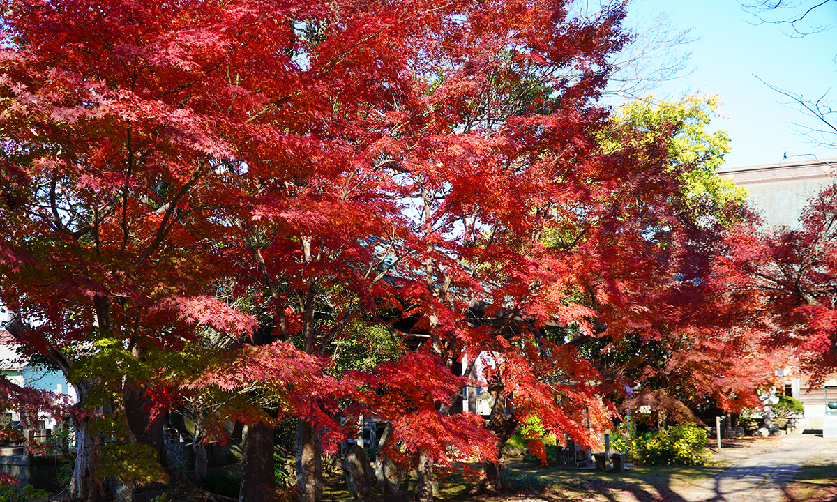 茨城県河内町の大洞院の参道の紅葉