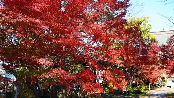 茨城県河内町の大洞院の参道の紅葉